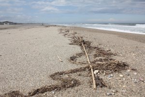 Laisse de mer, Argeles Nord